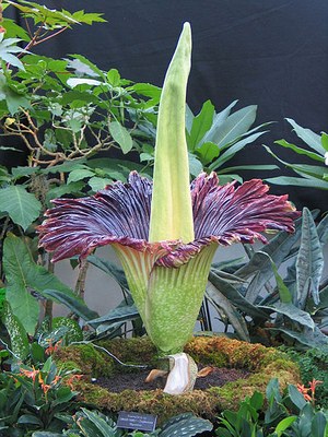 Titanwurz (Amorphophallus titanum)