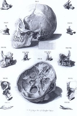 Skelett des menschlichen Schädels IMG